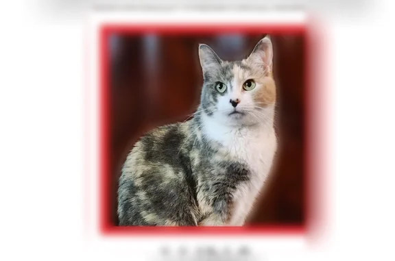 Lost cat, Valley Stream Circle, Morris Plains - female calico with green eyes - photo