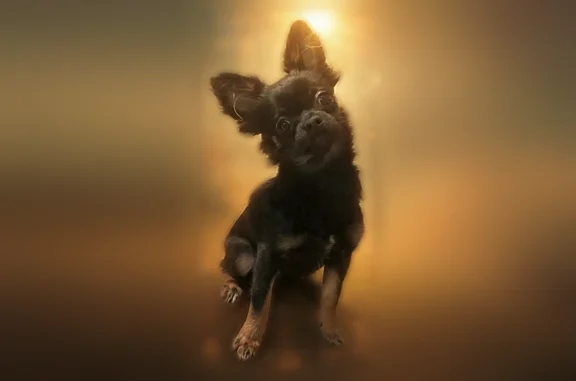 Lost dog, East Main Street, Lincolnton - male chihuahua - photo