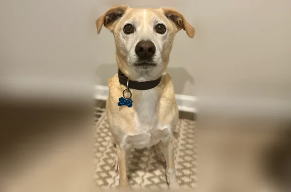 Missing dog Huntsville, photo: Lost dog, Kelsey Lynn Lane, Huntsville - tan, medium size, hound
