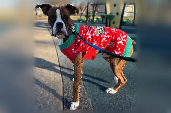 Lost dog, Adkisson Greenbelt Park, Owensboro - brindle boxer, 2 years old - photo