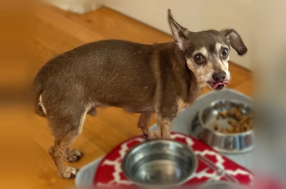 Lost dog, Mink Livsey Road, Snellville - 13-year-old brown with a tan face - photo
