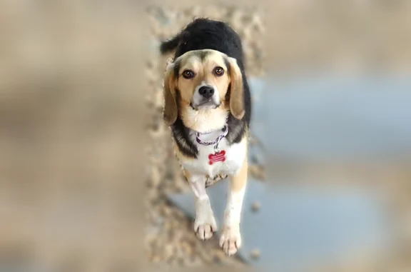 Lost dog, Wake Forest Drive, College Park - female, 8 months old - photo