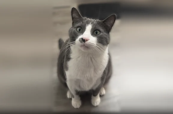 Lost male cat, Lansing Avenue, Hartland - photo