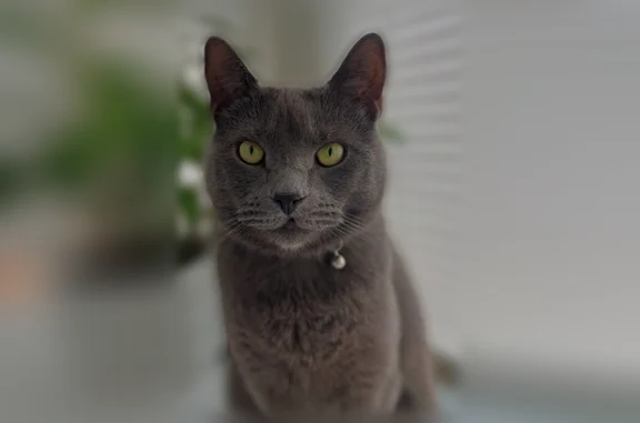 Missing cat Glenside, photo: Lost cat, Maple Avenue, Weldon - male