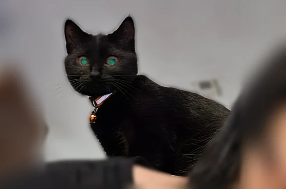 Lost cat, Paul Revere Way, McKinney - purely black with red collar - photo