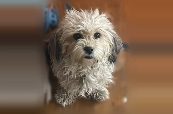 Lost dog, Oak Street, Wilmington - male with a tannish color coat - photo