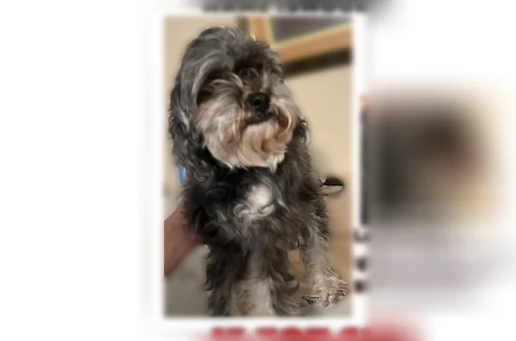 Lost dog, Great Dover Circle, Channelview - female, 9 years old - photo