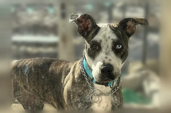 Lost dog, Old Courthouse Road, New York, Torrington - brindle coat with heterochromia - photo