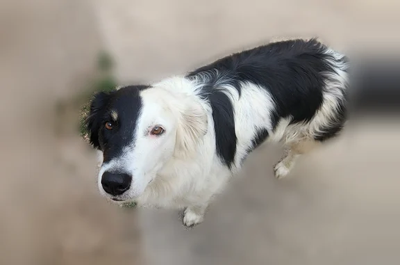 Lost female dog, County Road 214, 2428, Durango - Border Collie/Australian Shepherd mix - photo