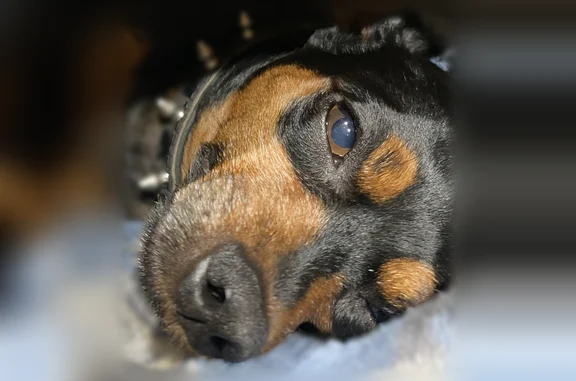 Lost dog, Mesa Avenue, Clovis - male black and tan min pin - photo