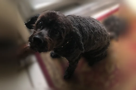 Lost male dog, Southeast 145th Street, 4162, Summerfield, Belleview - photo
