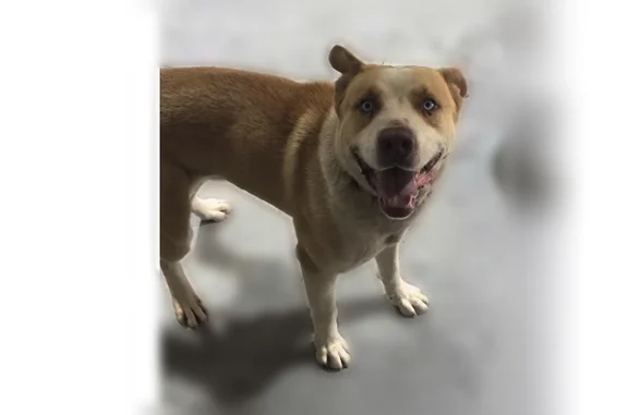 Found dog Clarksville, photo: Found male dog, Lake Ludwig, Little Rock - gentle and well-mannered