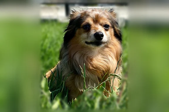 Missing dog Las Vegas, photo: Lost dog, Mount Hope Drive, Las Vegas - black and brown coat