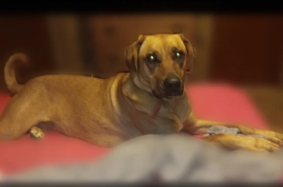 Lost female dog, Bluejay Lane, 264, Marble - photo