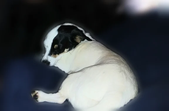 Lost dog, Kendall Downs Boulevard, Toney, Alpharetta - male Jack Russell mix, black and white eyes - photo