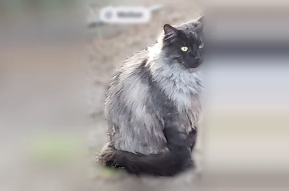 Missing cat Arlington, photo: Lost male cat, Maple Avenue, Croydon - grayish silvery fluffy with a limp