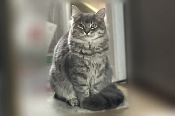 Missing cat Female, Norristown (usl536548) - photo