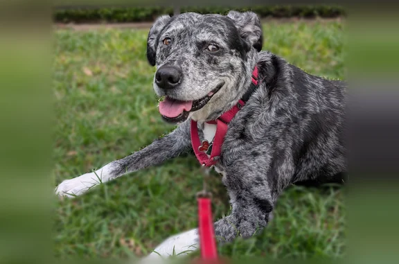Lost female dog, Front Street, Sealy - photo
