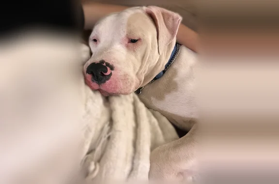 Lost male dog, North 37th Drive, Phoenix - medium size with a black patch on nose - photo