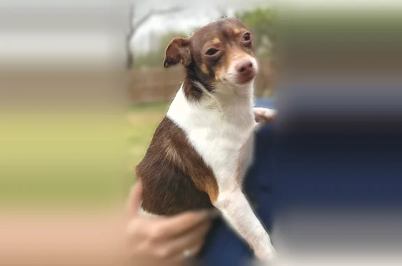Lost dog, Summer Breeze Street, Mission - male senior rat terrier - photo