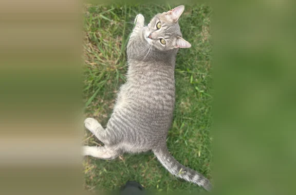 Lost pets New Orleans, photo: Lost male cat, Reever Street, Arlington, New Orleans - grey tabby