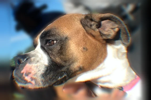 Missing dog San Antonio, photo: Missing dog Female, San Antonio (usl536568)
