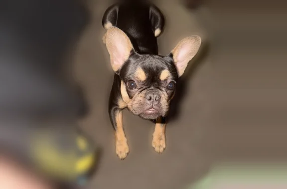 Lost dog, Henderson, Nevada - black dot on hind paw - photo
