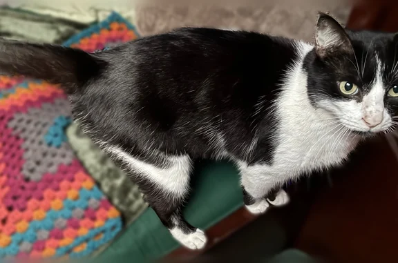 Missing cat Male, Orlando (usl536586) - photo