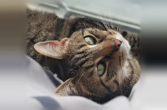 Lost cat, South Shenandoah Avenue, Front Royal - female with unique markings - photo