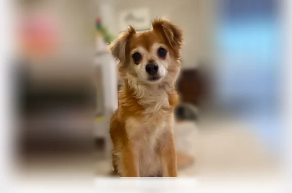 Lost and found pets San Diego, photo: Lost dog, African Holly Trail, San Diego - chestnut and white medium soft fur