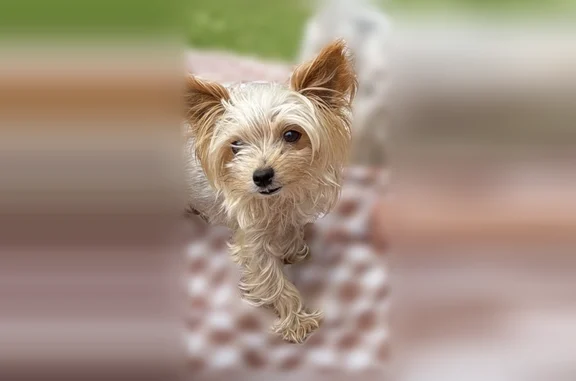 Lost dog, Fulton Street, 2808, Houston - female yorkie - photo