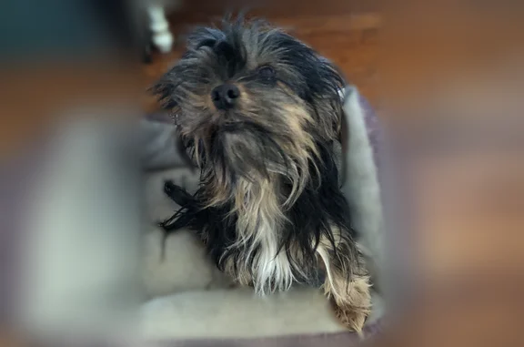 Lost dog, Edmondson Avenue, Dallas - female Yorkie - photo