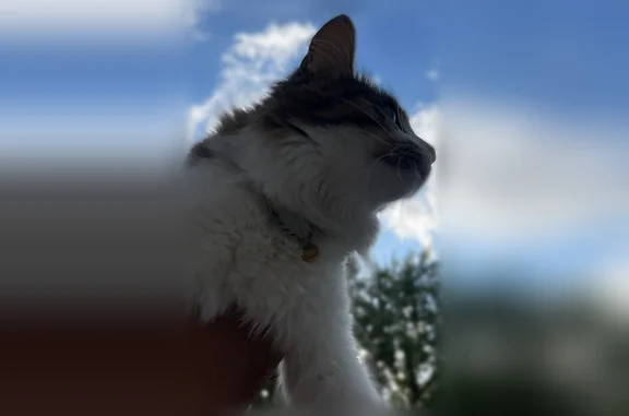 Lost female cat, Ohio Street, Waterloo - tan and black stripes - photo