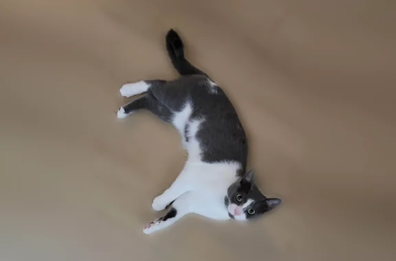 Missing cat San Diego, photo: Lost cat, San Onofre Terrace, San Diego - white and grey indoors female