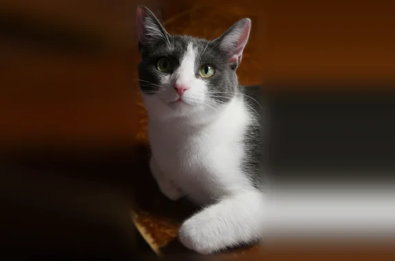 Lost female cat, Bent Oak Lane, Tallassee - white and gray, spayed - photo