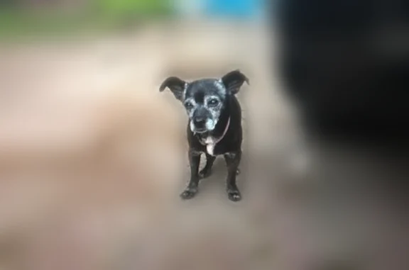 Lost dog, Seguin Drive, Dallas - small black male, needs medication - photo