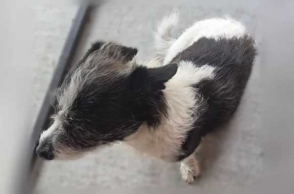 Found dog New Orleans, photo: Found male dog, St Claude bridge, New Orleans