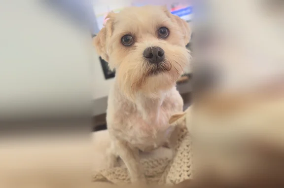 Lost dog, Valkeith Drive, Houston - male with colored eyes - photo