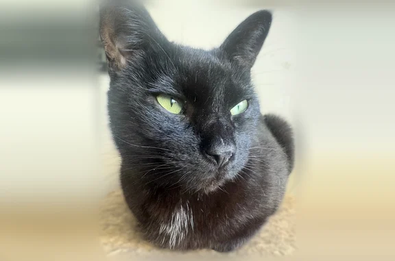 Lost cat, Santa Lucia Avenue, San Bruno - female with white strands - photo