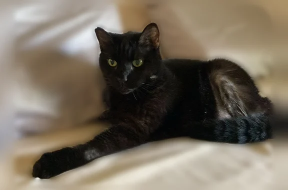 Lost pets Miami, photo: Lost male cat, Hammocks Boulevard, Miami - 15/16 years old, sick and thin