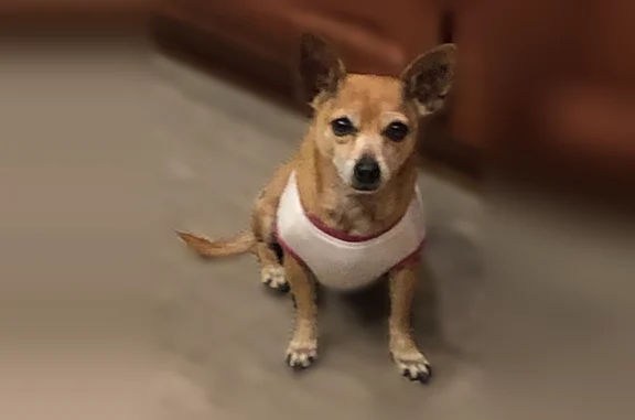 Lost dog, North 35th Way, Phoenix - female with big ears - photo