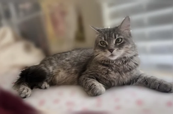 Missing cat Phoenix, photo: Lost cat, West Roeser Road, Phoenix - female with yellow-green eyes