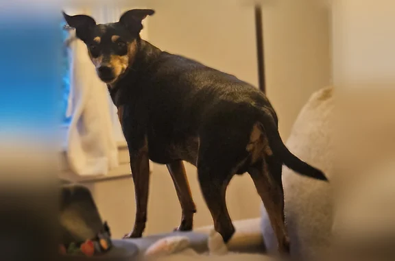 Lost dog, Alabama Avenue, Lynchburg - Black & Brown MinPin - photo