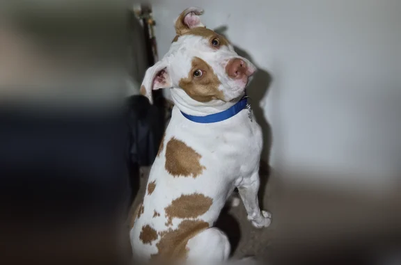 Lost dog, Adams Avenue, 242, Lisbon - American pitbull/boxer mix - photo