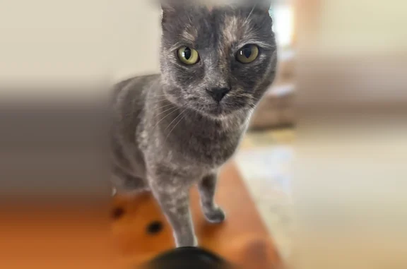 Lost cat, Eaton Street, Wheat Ridge, Denver - female with unique forehead marking - photo