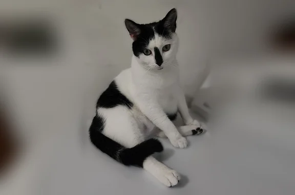 Lost male cat, Lasalle Avenue, Wilmington Manor - black and white with black stripe on nose - photo