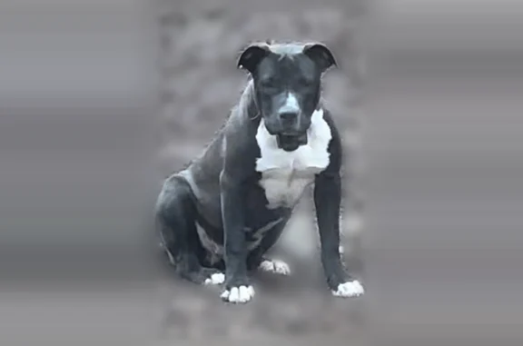 Lost dog, Parkway Road, Pound - female with broad white chest - photo