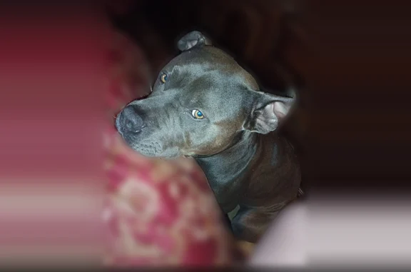 Lost dog, Navajo Trail Northeast, Rydal - male, gray/blue with white chest - photo