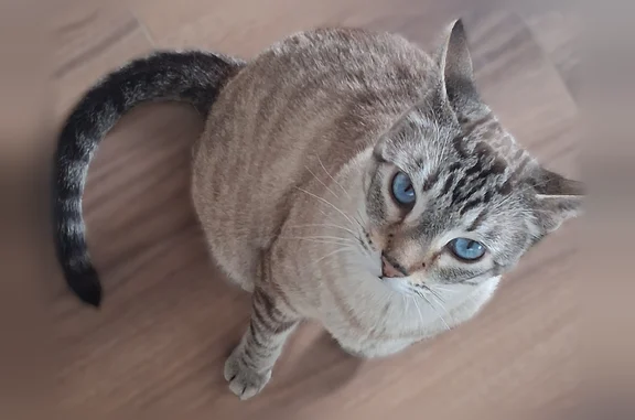 Lost cat, Clearlake, California - male Lynx point Siamese - photo