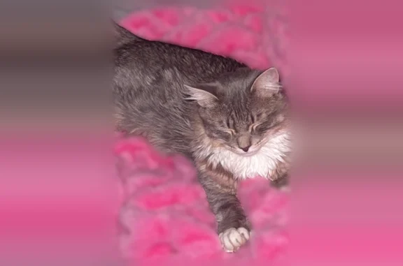 Lost male cat, Winthrop Street, Taunton - Maine coon, gray white tan - photo